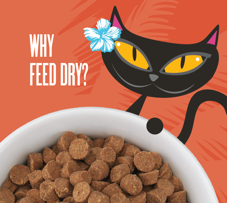 Is dry cat outlet food bad for cats