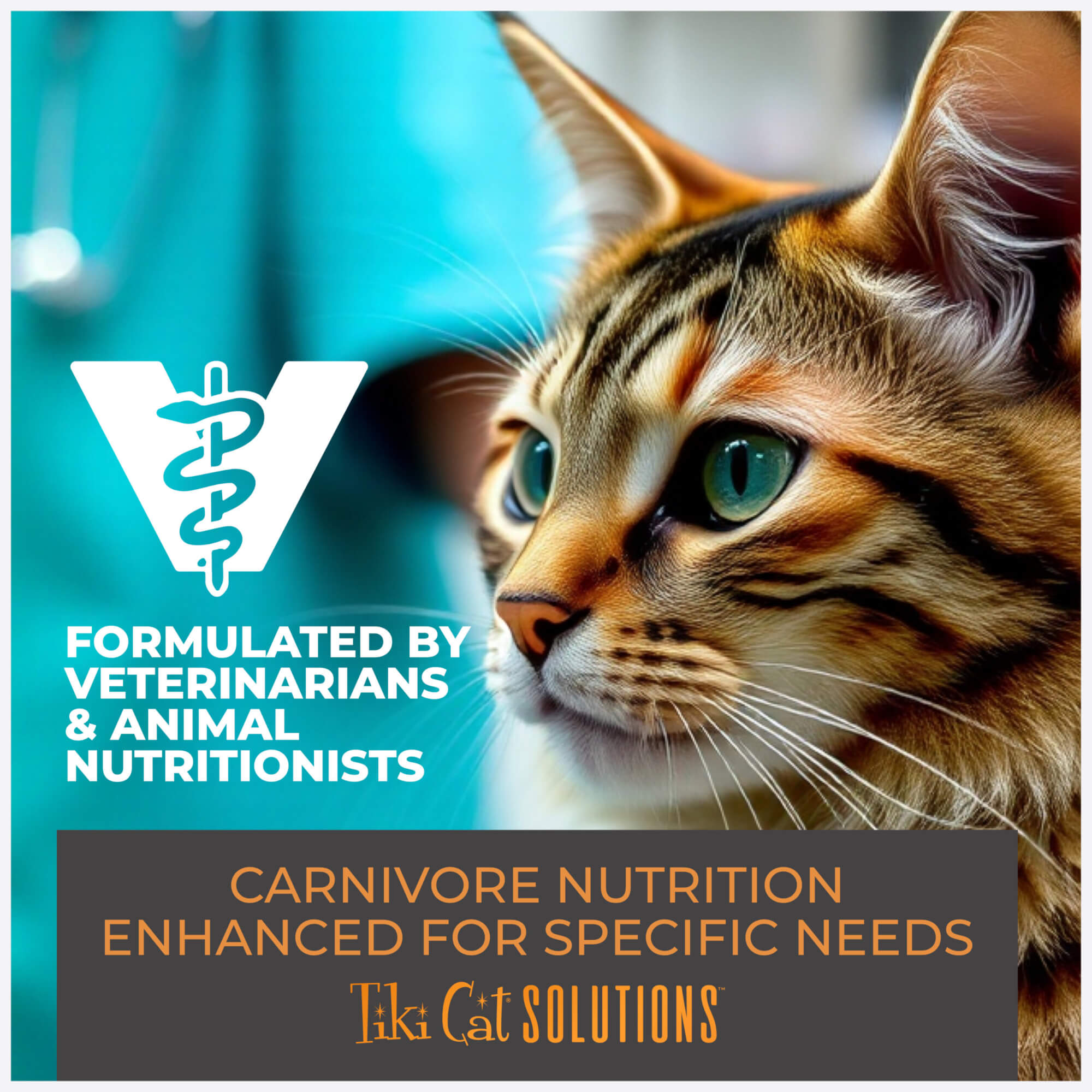 Topper: Chicken Recipe in Broth - Image 9